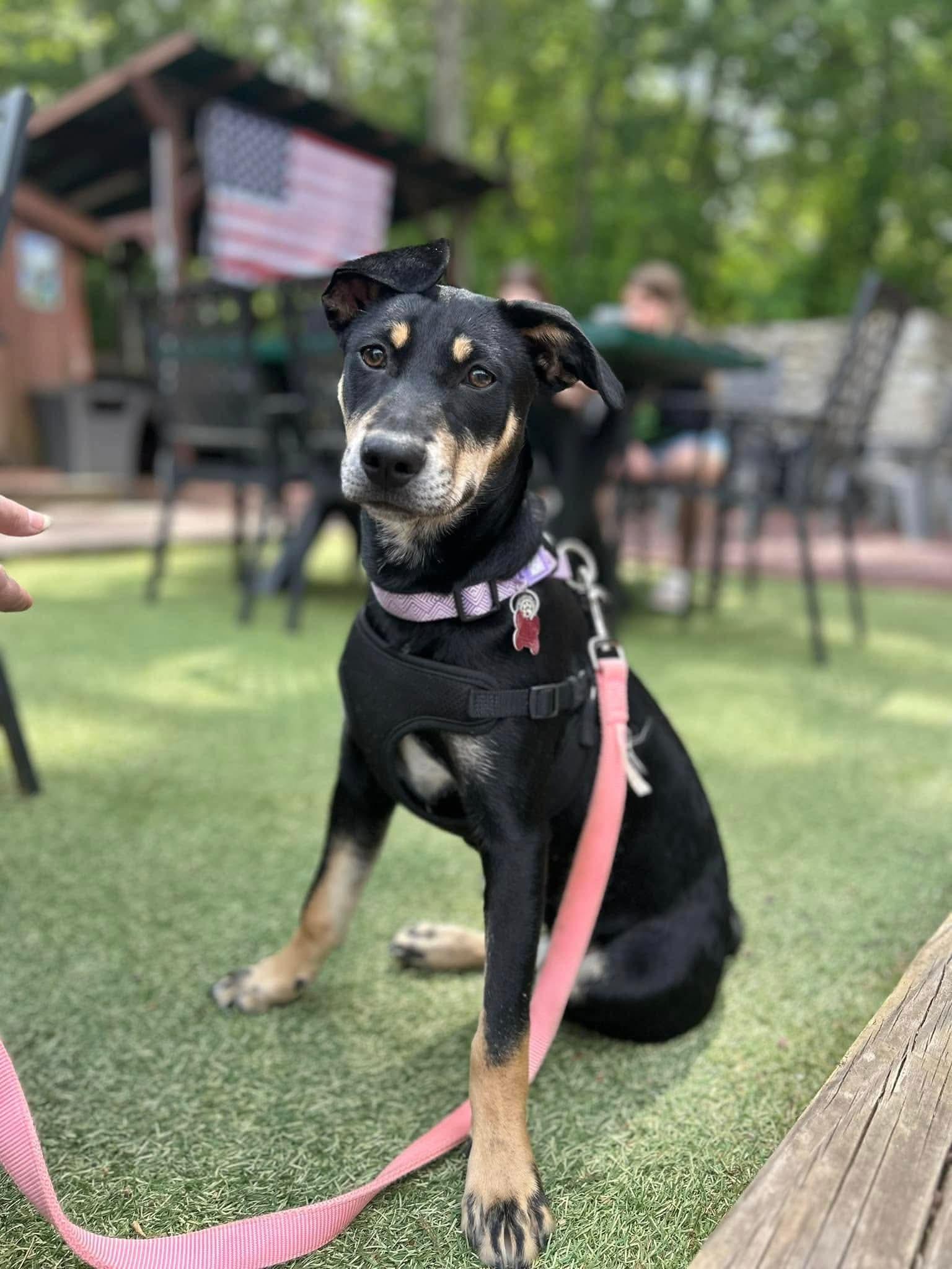 Dot Clarke aka Dip and Dot, a Adoptable Feist in Saunderstown, RI image 3/3