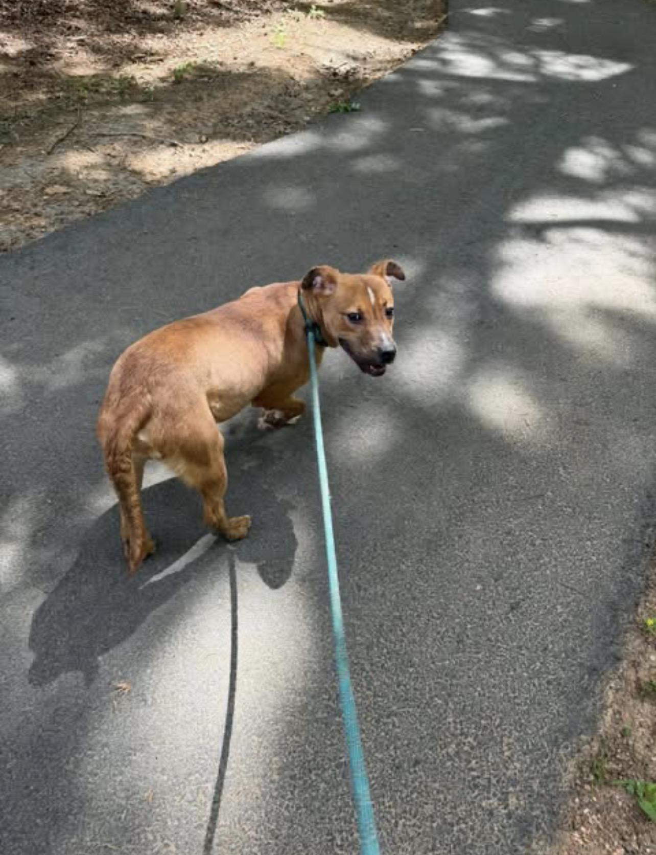 Enlarge JJ, a ADOPTABLE mixed breed in Albemarle, NC image 2/4