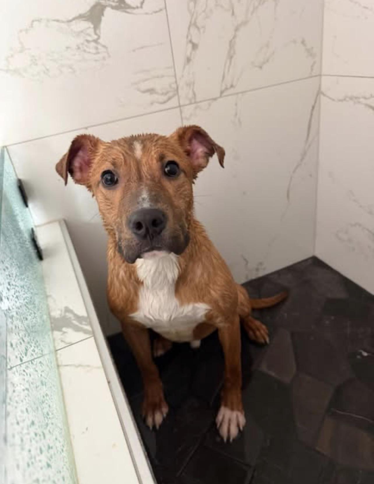 Enlarge JJ, a ADOPTABLE mixed breed in Albemarle, NC image 4/4