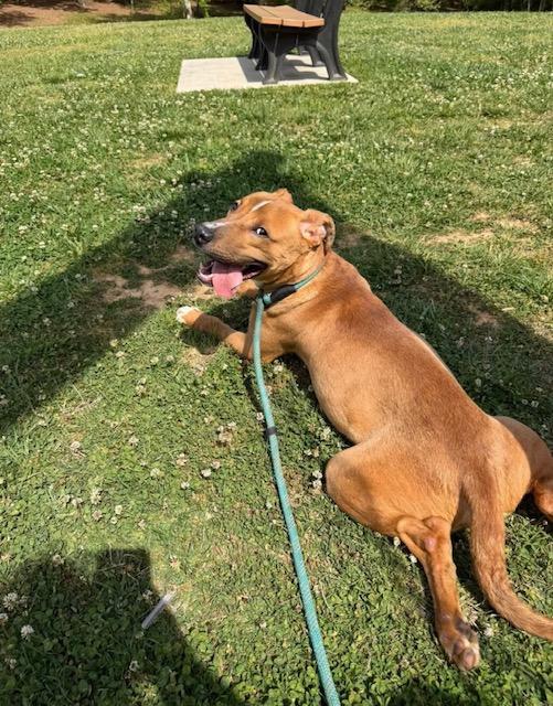 Enlarge JJ, a ADOPTABLE mixed breed in Albemarle, NC image 3/4