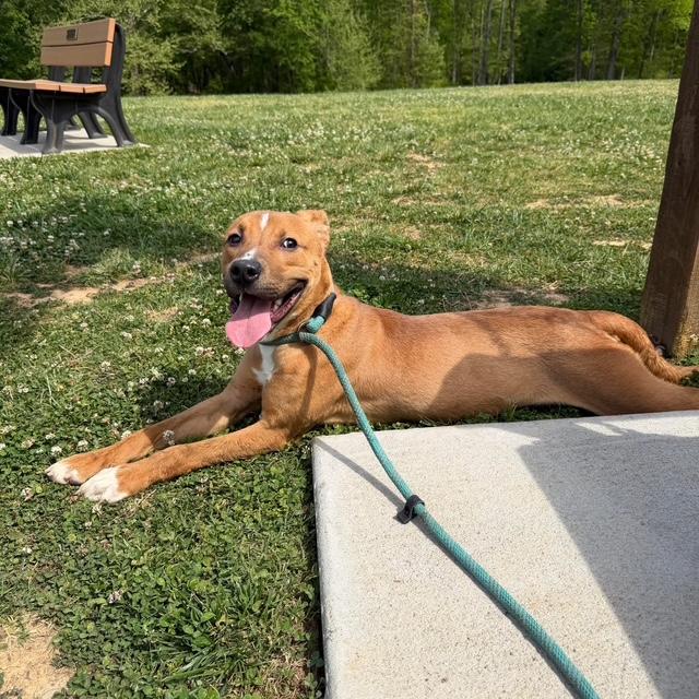 Enlarge JJ, a ADOPTABLE mixed breed in Albemarle, NC image 1/4