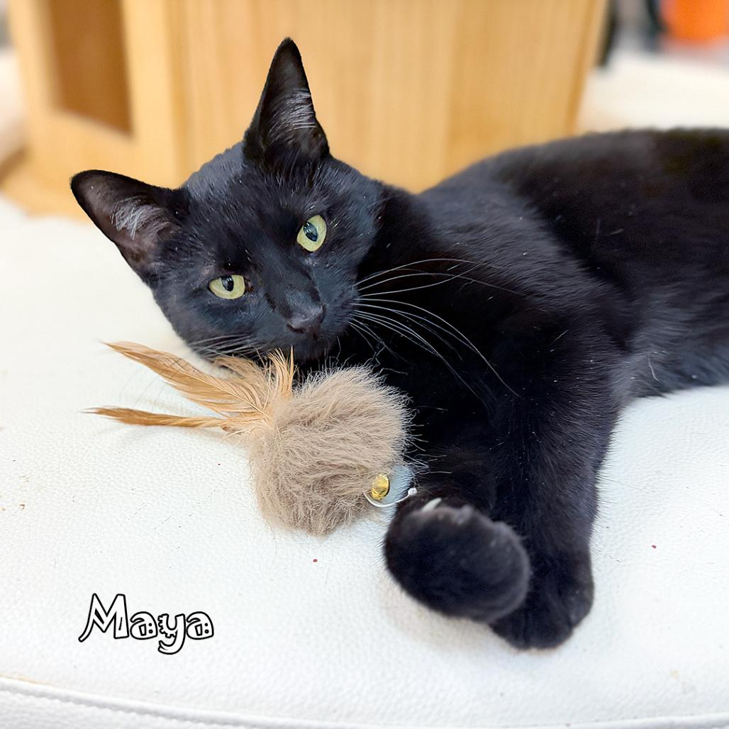 Enlarge Maya @PAWZ pet cafe, a Adoptable mixed breed in Carmel, IN image 1/6