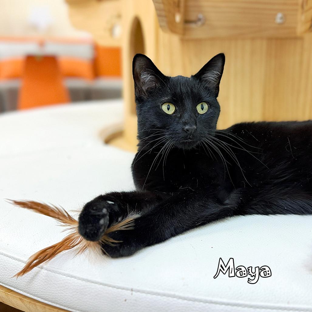 Maya @PAWZ pet cafe, Adoptable, Adult Female Domestic Short Hair & Domestic Short Hair.