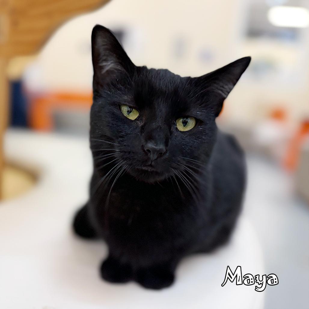 Enlarge Maya @PAWZ pet cafe, a Adoptable mixed breed in Carmel, IN image 3/6