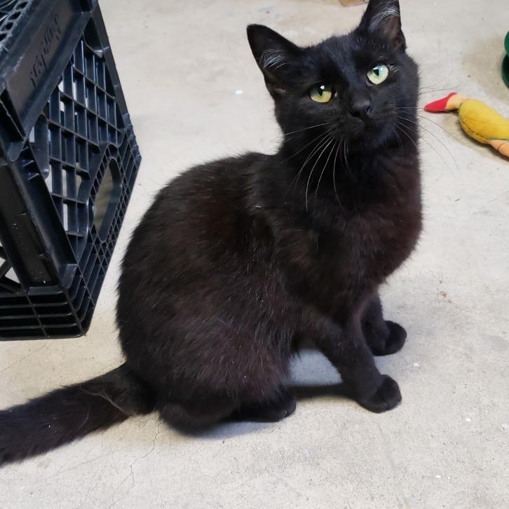 Maya, Adoptable, Adult Female Domestic Short Hair & Domestic Short Hair.