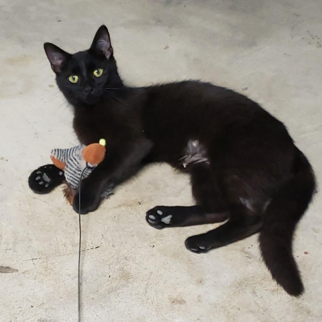 Enlarge Maya, a Adoptable mixed breed in Carmel, IN image 2/2