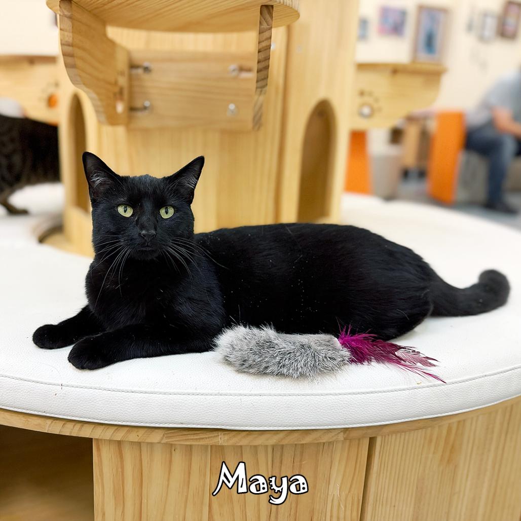 Enlarge Maya @PAWZ pet cafe, a Adoptable mixed breed in Carmel, IN image 6/6