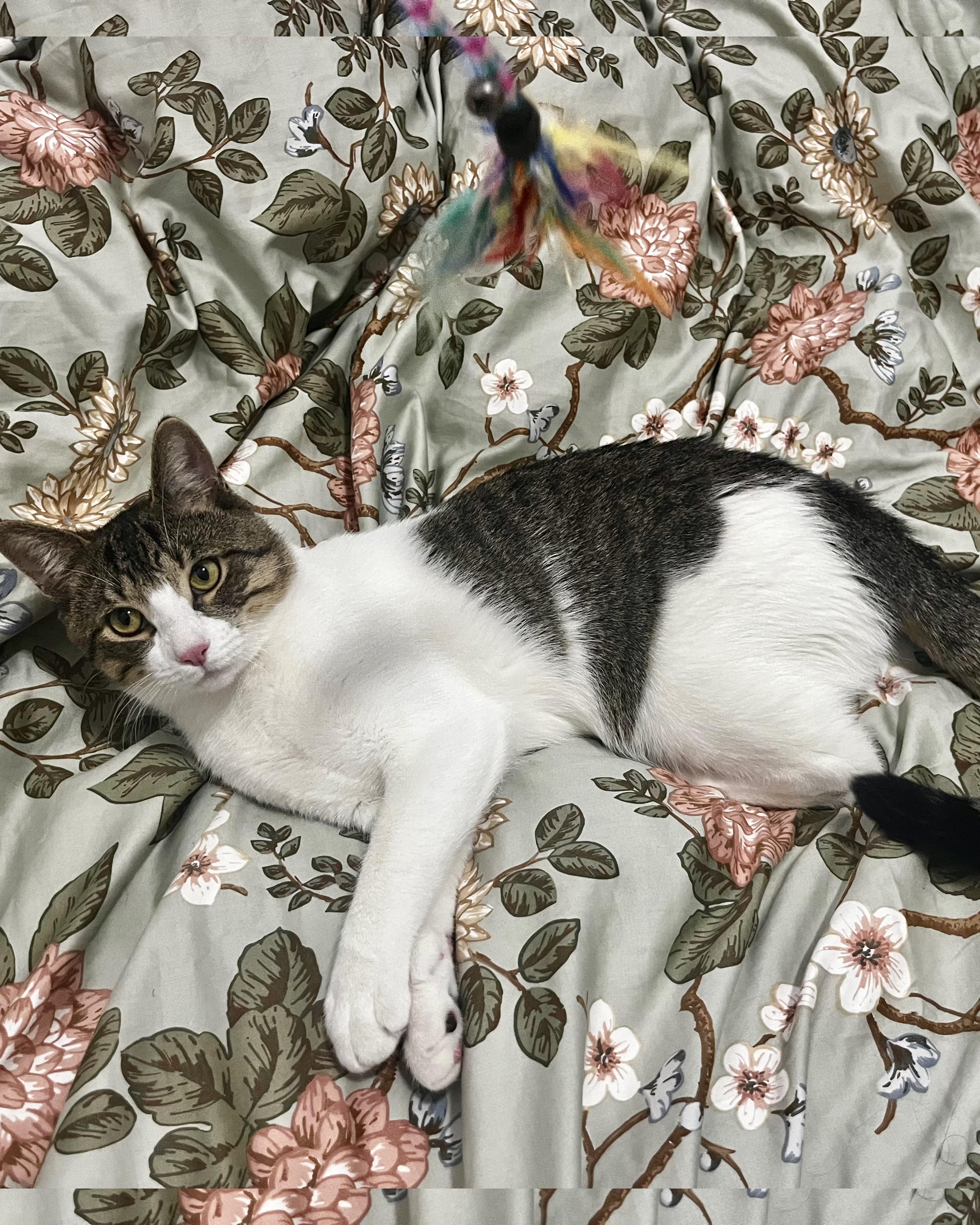 Alfie, Adopted, Young Male Domestic Short Hair.