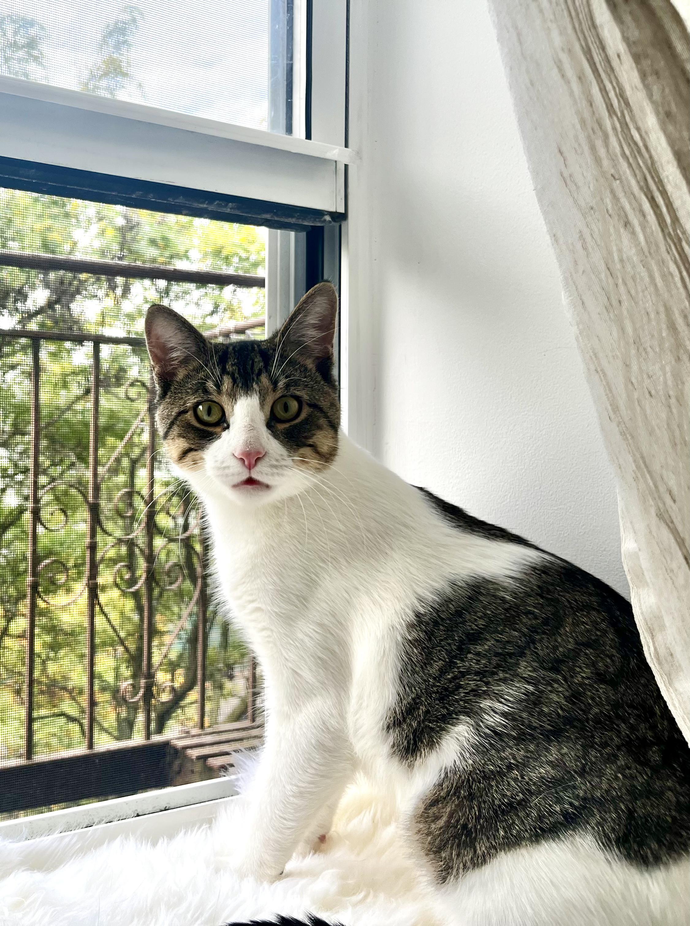 Enlarge Alfie, a Adopted Domestic Short Hair in Brooklyn, NY image 3/6