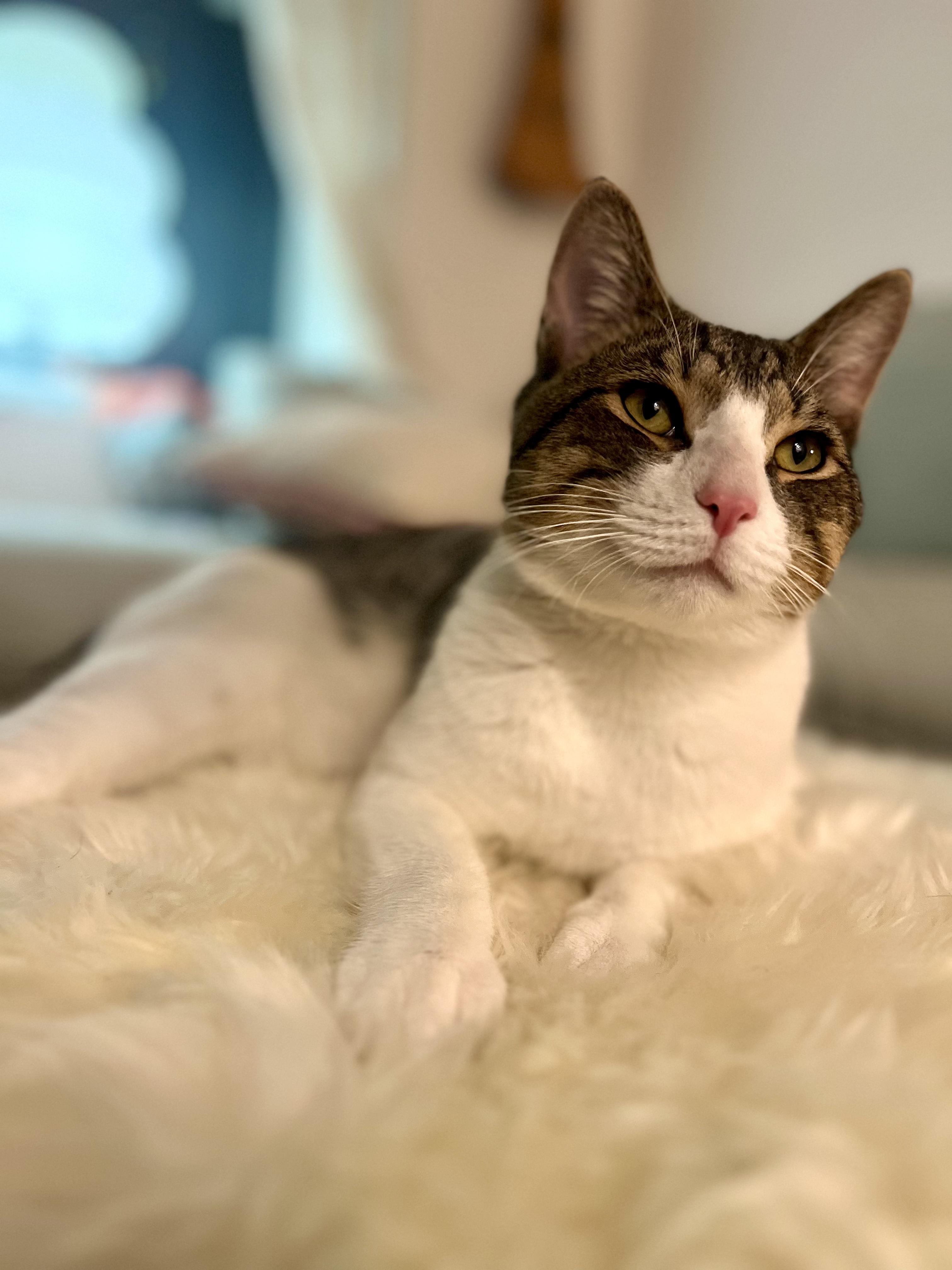 Enlarge Alfie, a Adopted Domestic Short Hair in Brooklyn, NY image 2/6