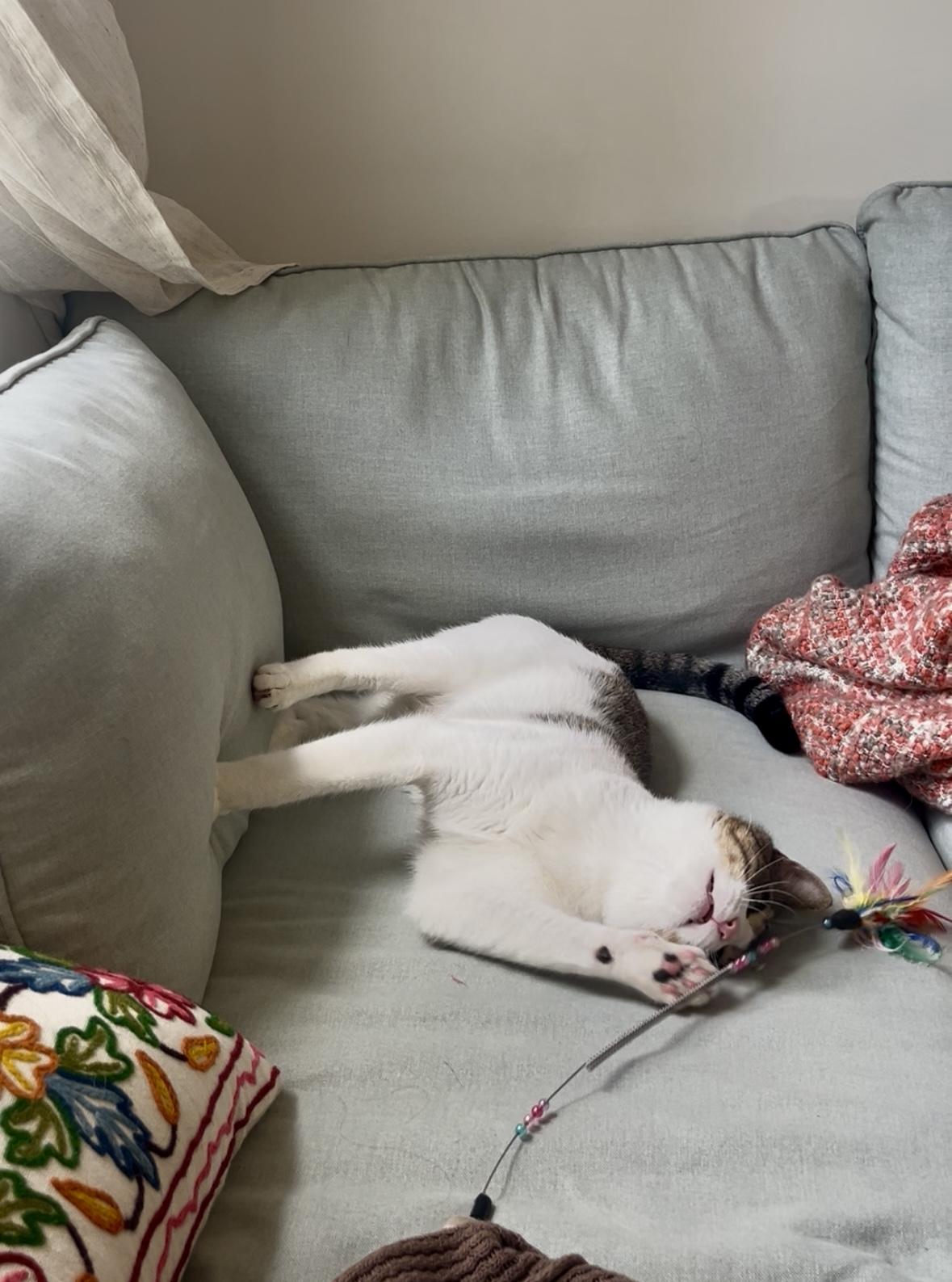 Enlarge Alfie, a Adopted Domestic Short Hair in Brooklyn, NY image 4/6