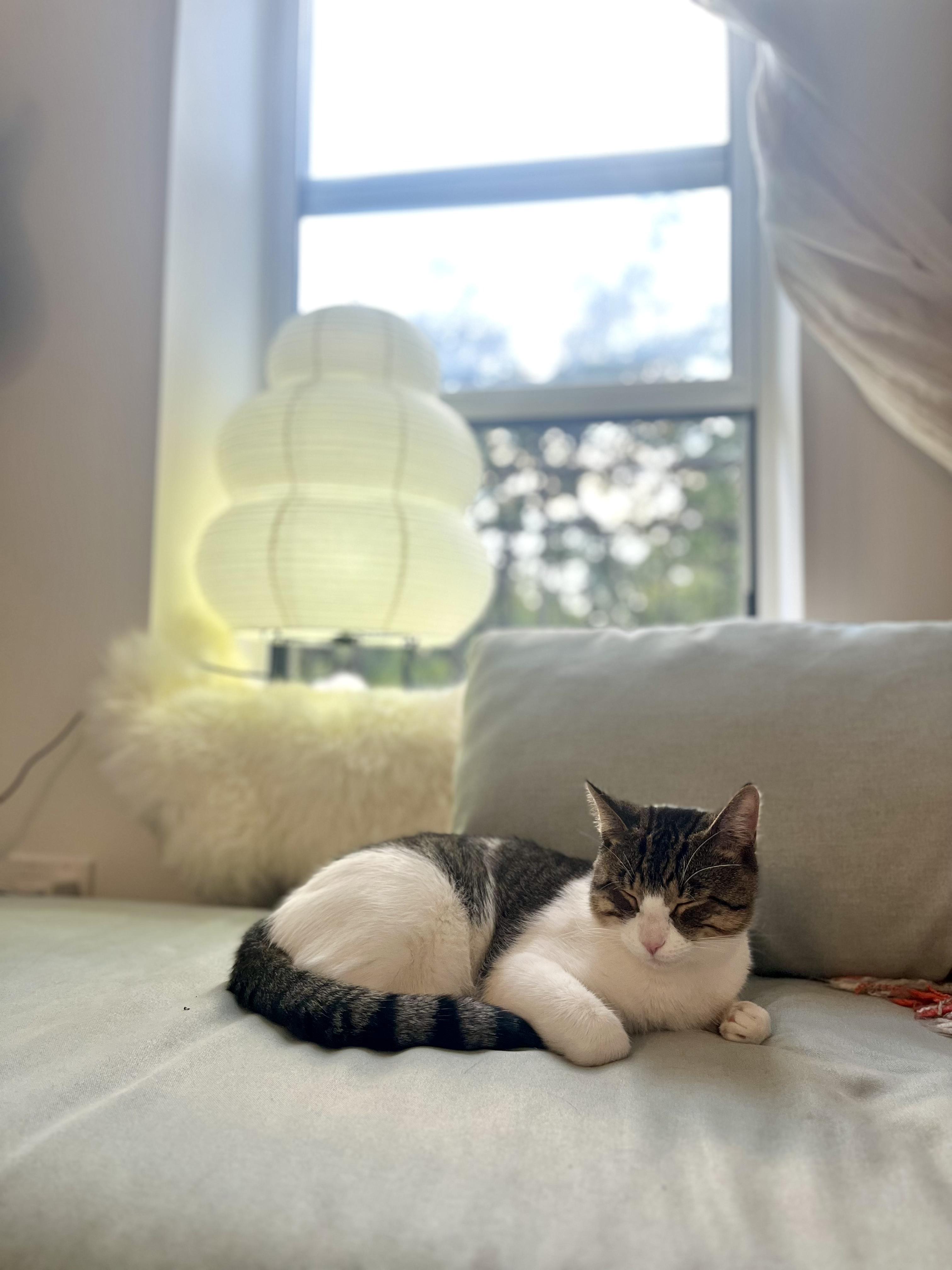 Enlarge Alfie, a Adopted Domestic Short Hair in Brooklyn, NY image 6/6