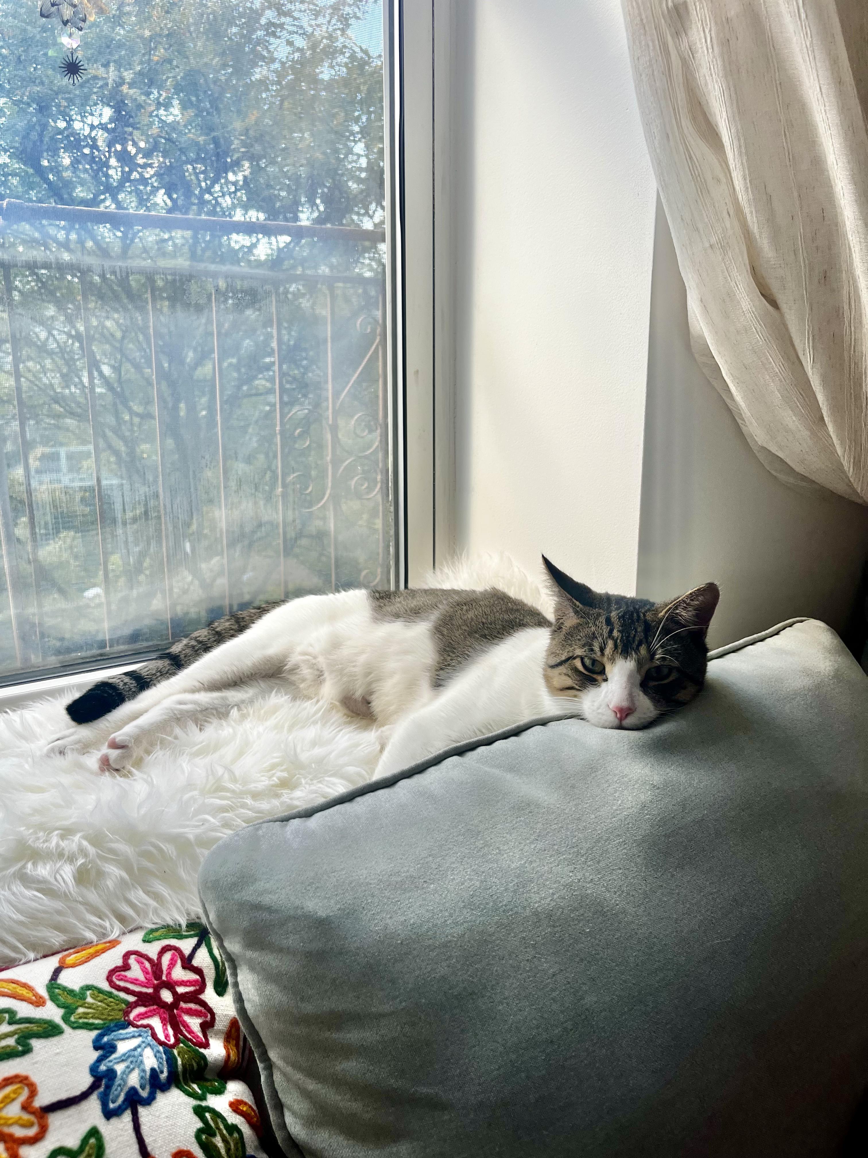 Enlarge Alfie, a Adopted Domestic Short Hair in Brooklyn, NY image 5/6