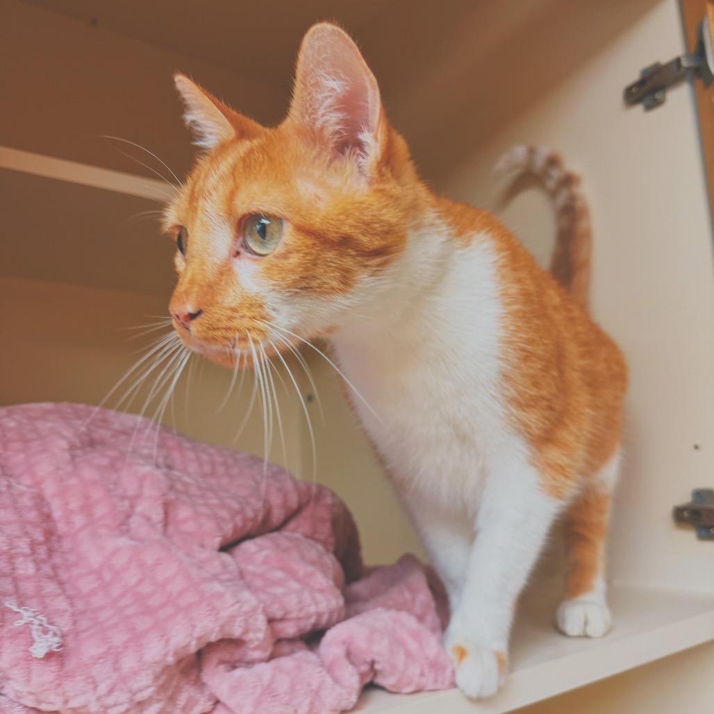 C.C. Tinsley, a ADOPTABLE Domestic Short Hair in Hays, KS image 4/6