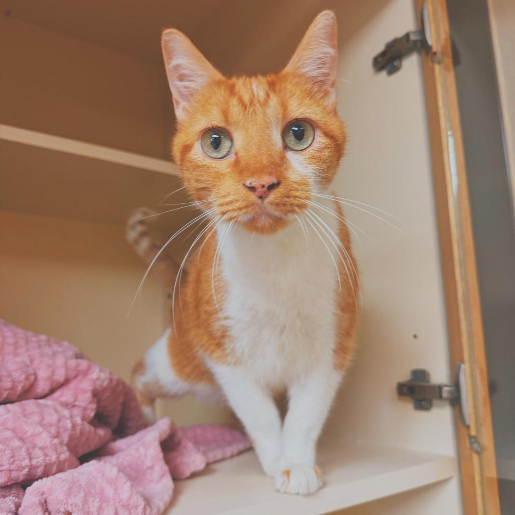 C.C. Tinsley, a ADOPTABLE Domestic Short Hair in Hays, KS image 5/6