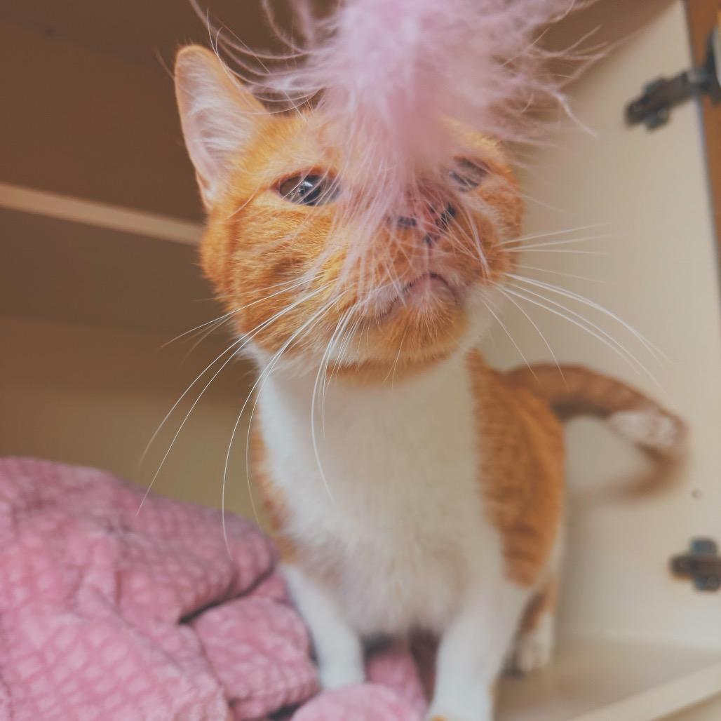 C.C. Tinsley, a ADOPTABLE Domestic Short Hair in Hays, KS image 3/6