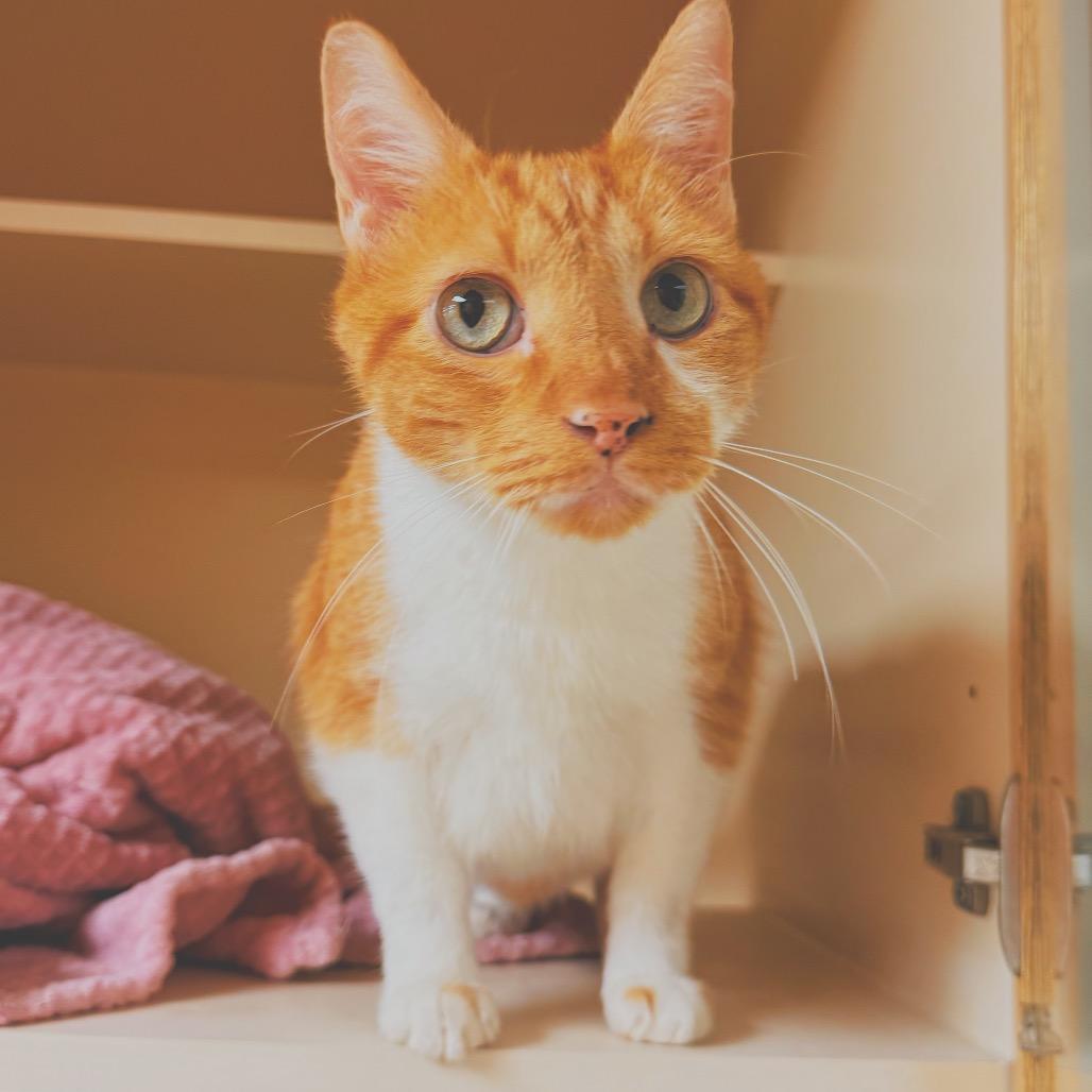 C.C. Tinsley, a ADOPTABLE Domestic Short Hair in Hays, KS image 2/6