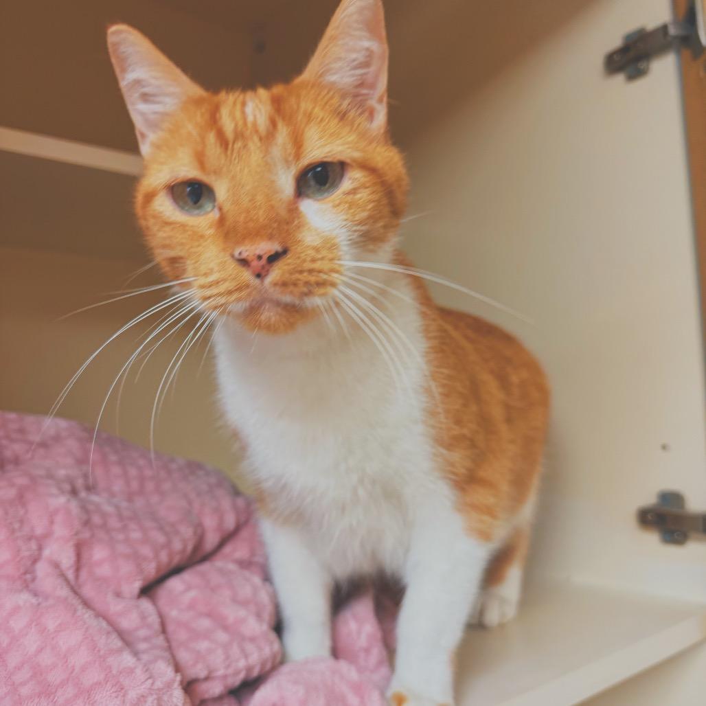 C.C. Tinsley, a ADOPTABLE Domestic Short Hair in Hays, KS image 6/6