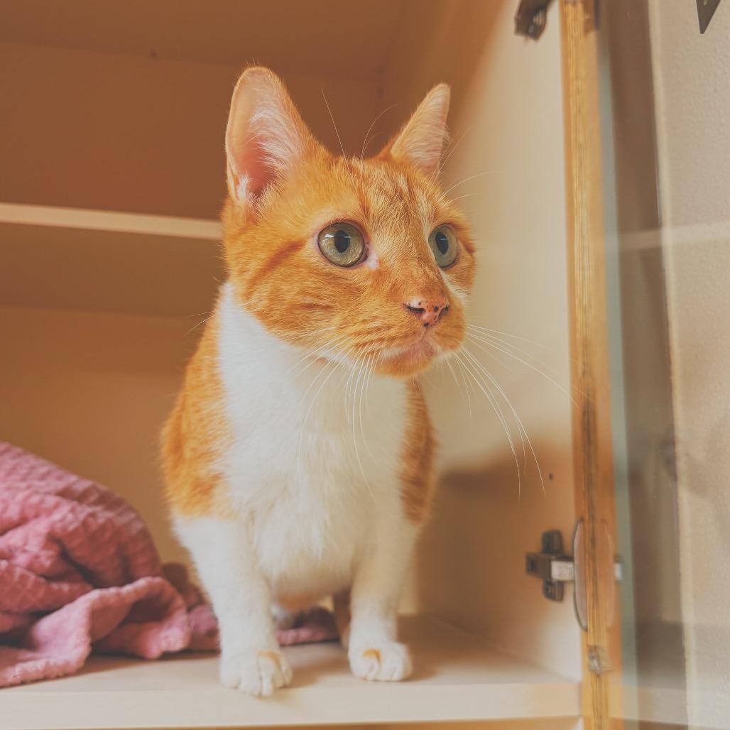 C.C. Tinsley, ADOPTABLE, Adult Male Domestic Short Hair.