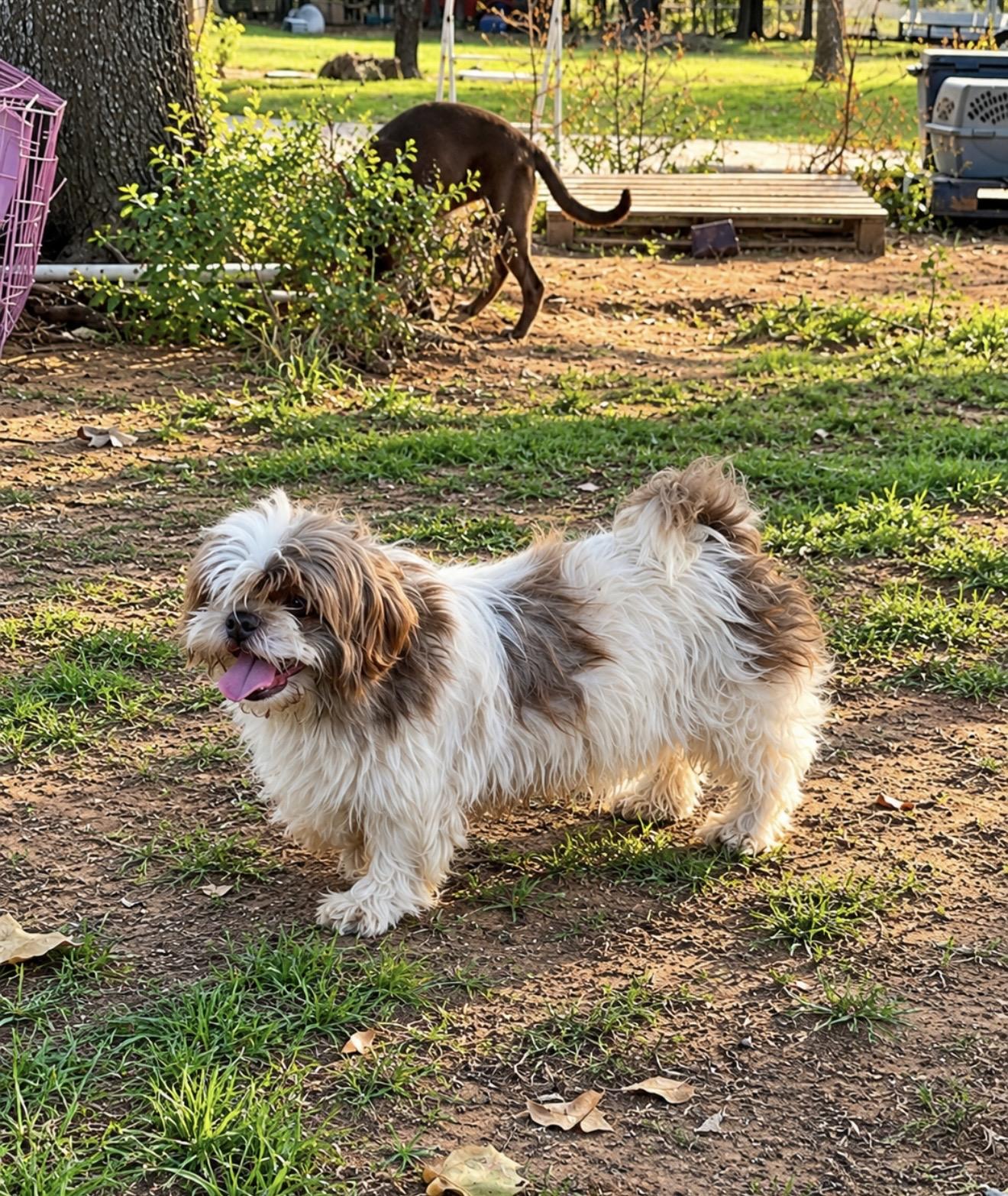 Enlarge Winter, a Adoptable mixed breed in Pelham, NH image 2/6