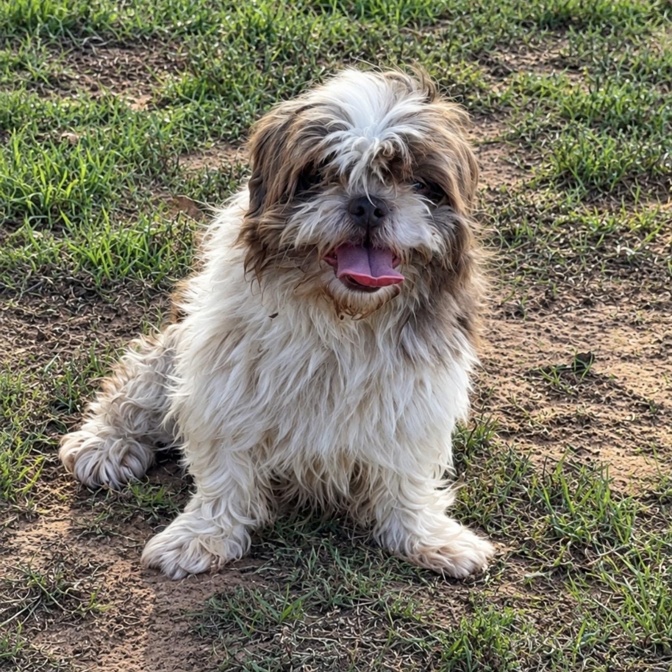 Winter, Adoptable, Adult Female Shih Tzu.