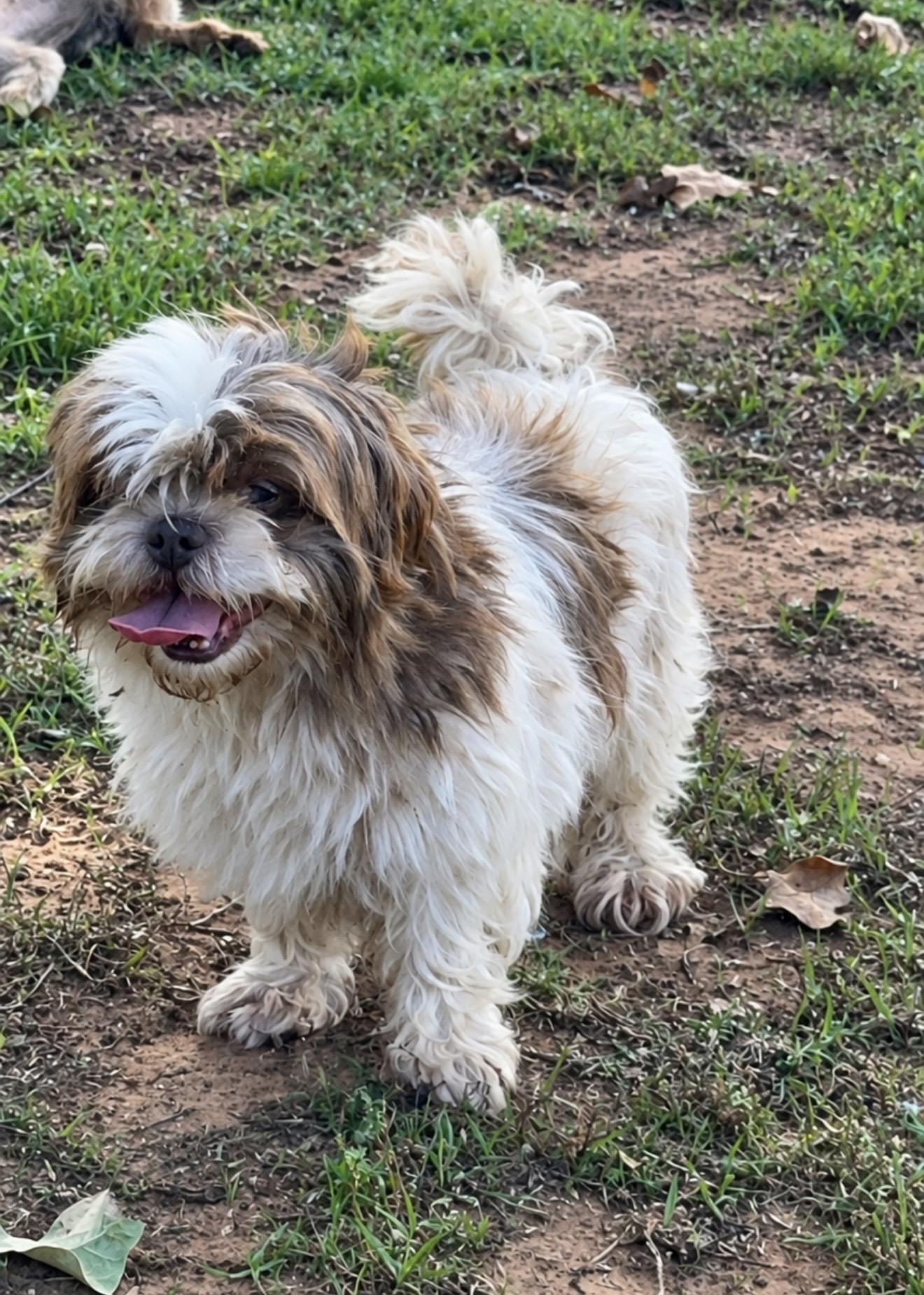 Enlarge Winter, a Adoptable mixed breed in Pelham, NH image 6/6