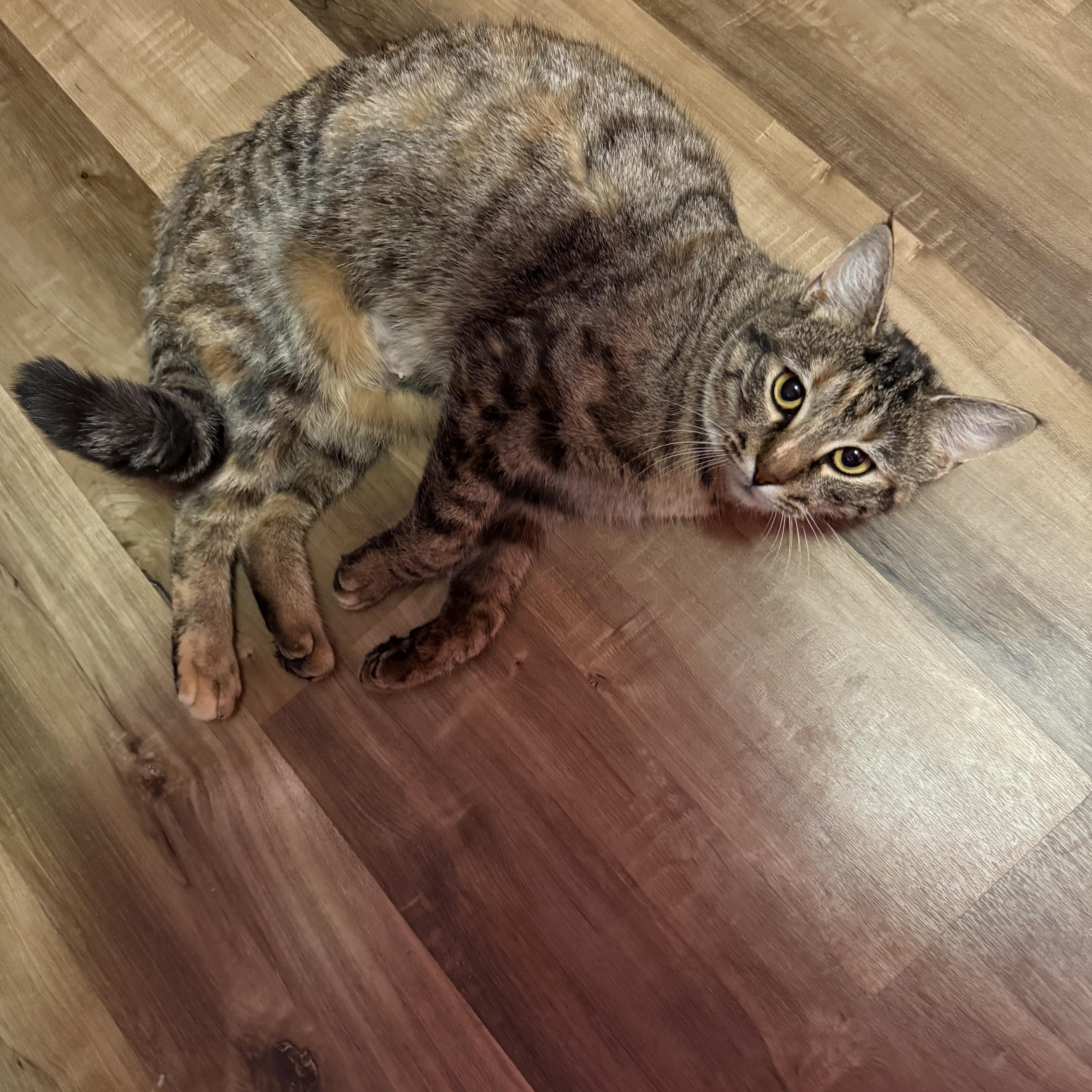 Enlarge Willowdean, a ADOPTABLE Domestic Short Hair in Highland, IN image 3/3