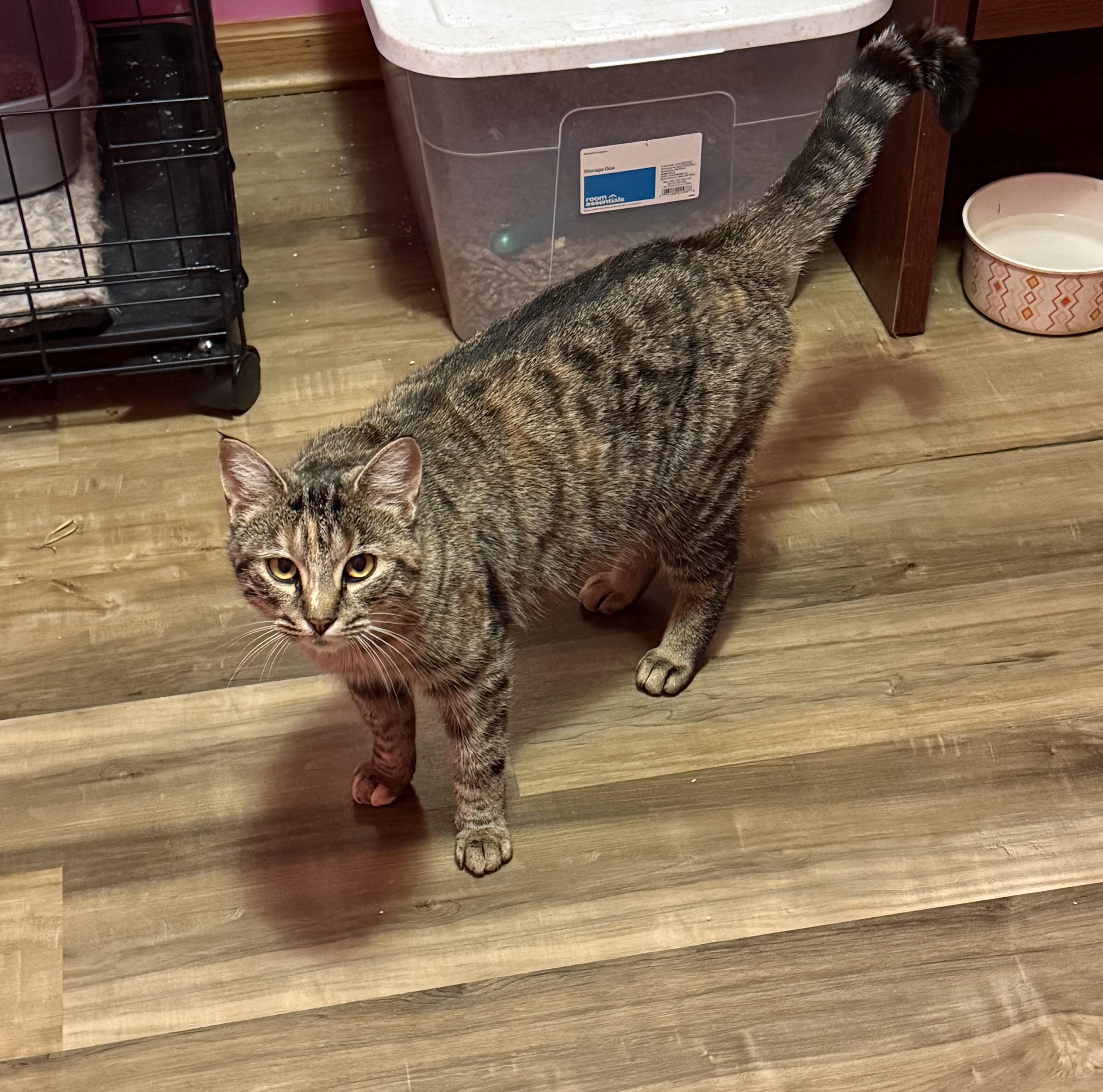 Willowdean, ADOPTABLE, Adult Female Domestic Short Hair.