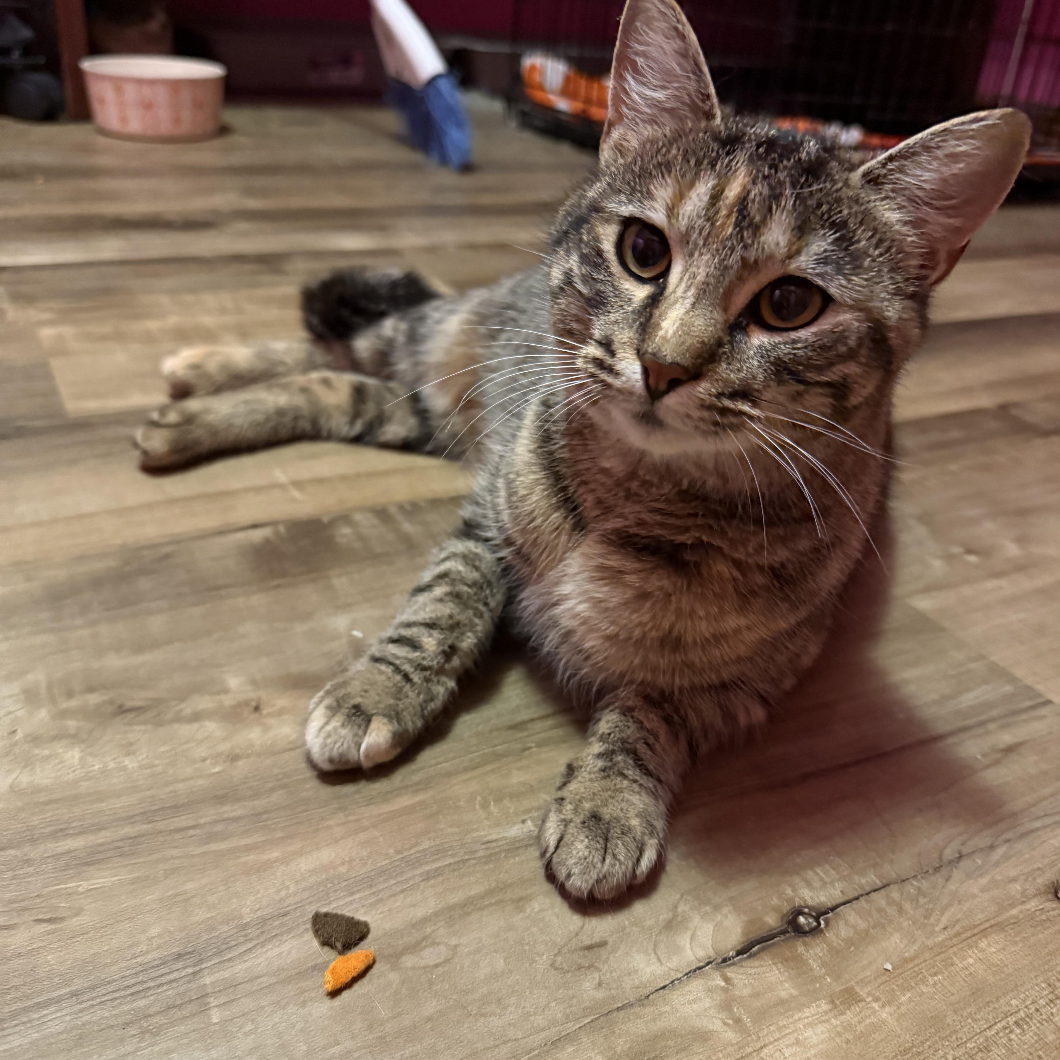 Enlarge Willowdean, a ADOPTABLE Domestic Short Hair in Highland, IN image 2/3