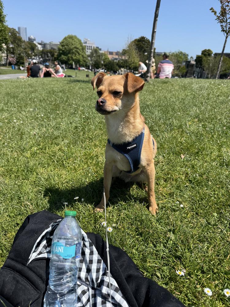 Cookie, Adoptable, Young Male Pug & Chihuahua.