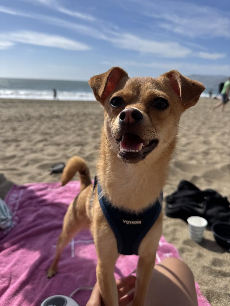 Enlarge Cookie, a Adoptable mixed breed in Pacifica, CA image 3/4