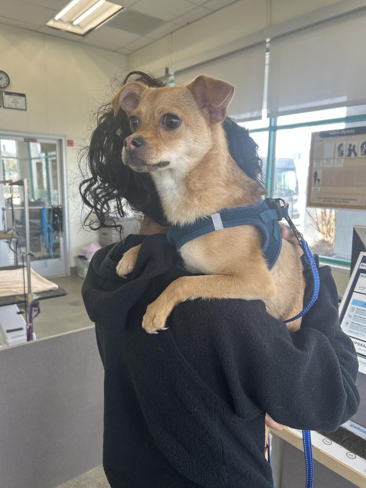 Cookie, a Adoptable mixed breed in Pacifica, CA image 4/6