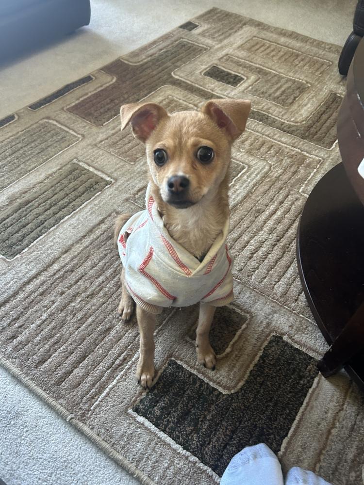 Cookie, a Adoptable mixed breed in Pacifica, CA image 5/6