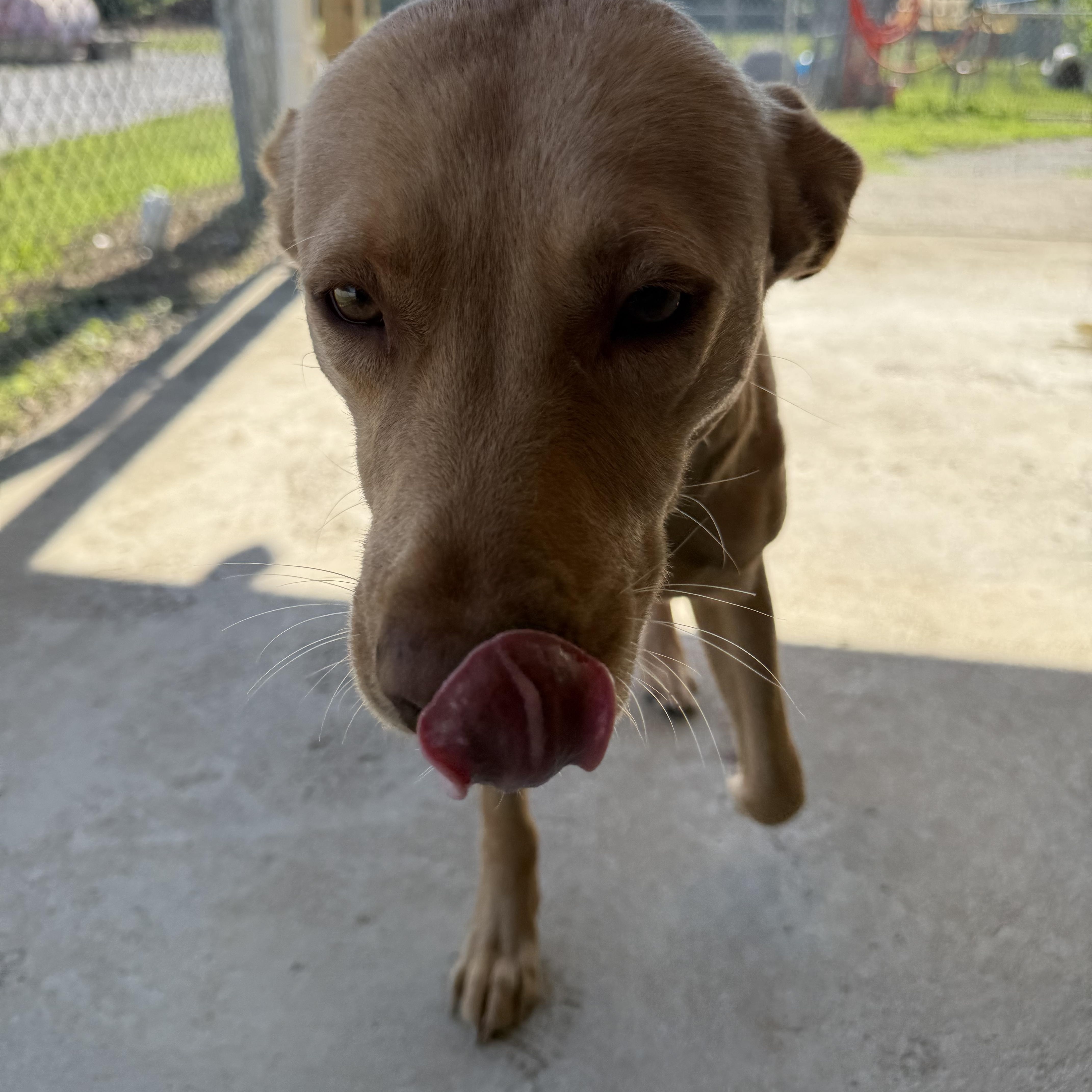 Goldie, a ADOPTABLE mixed breed in Lewisburg, TN image 2/3