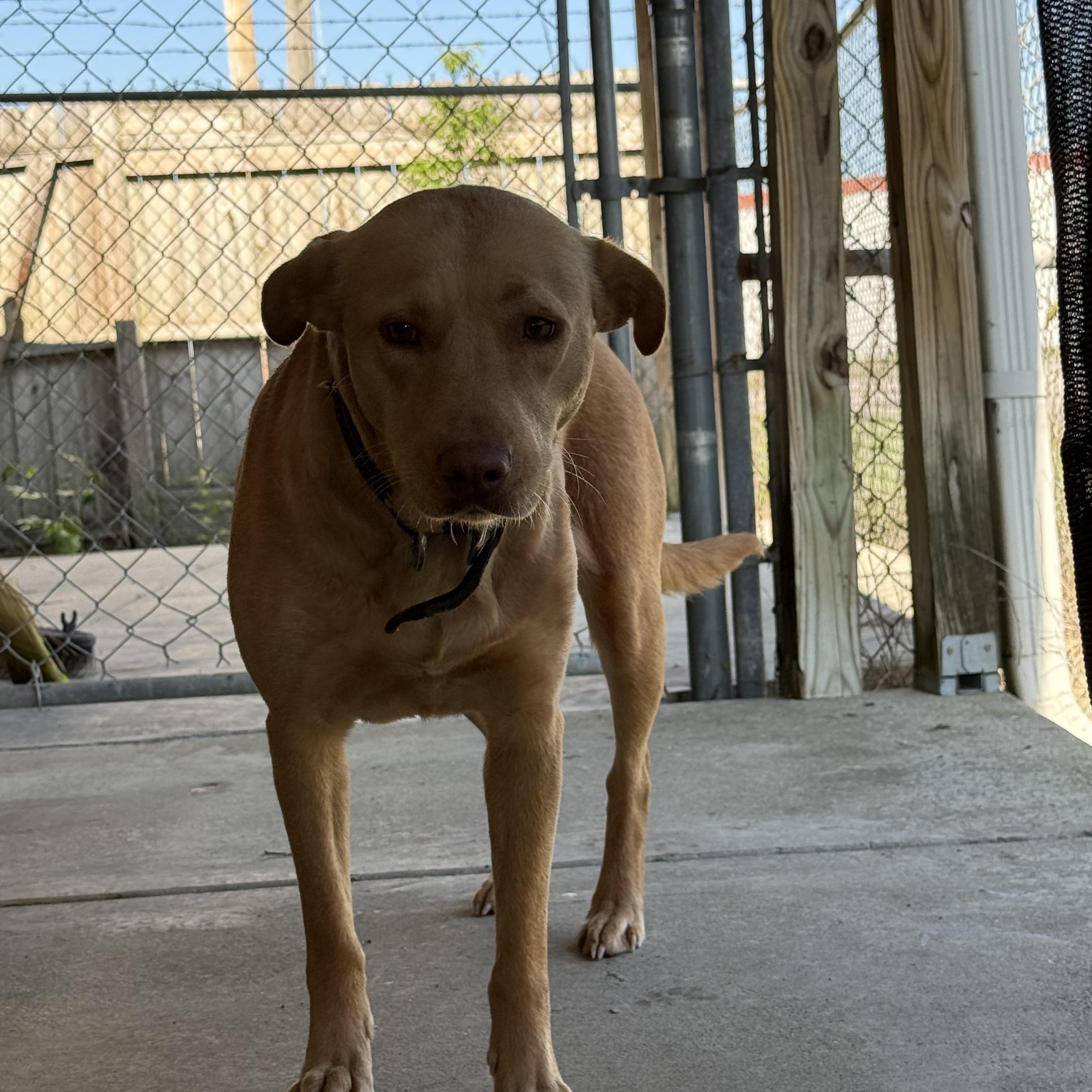 Goldie, a ADOPTABLE mixed breed in Lewisburg, TN image 3/3
