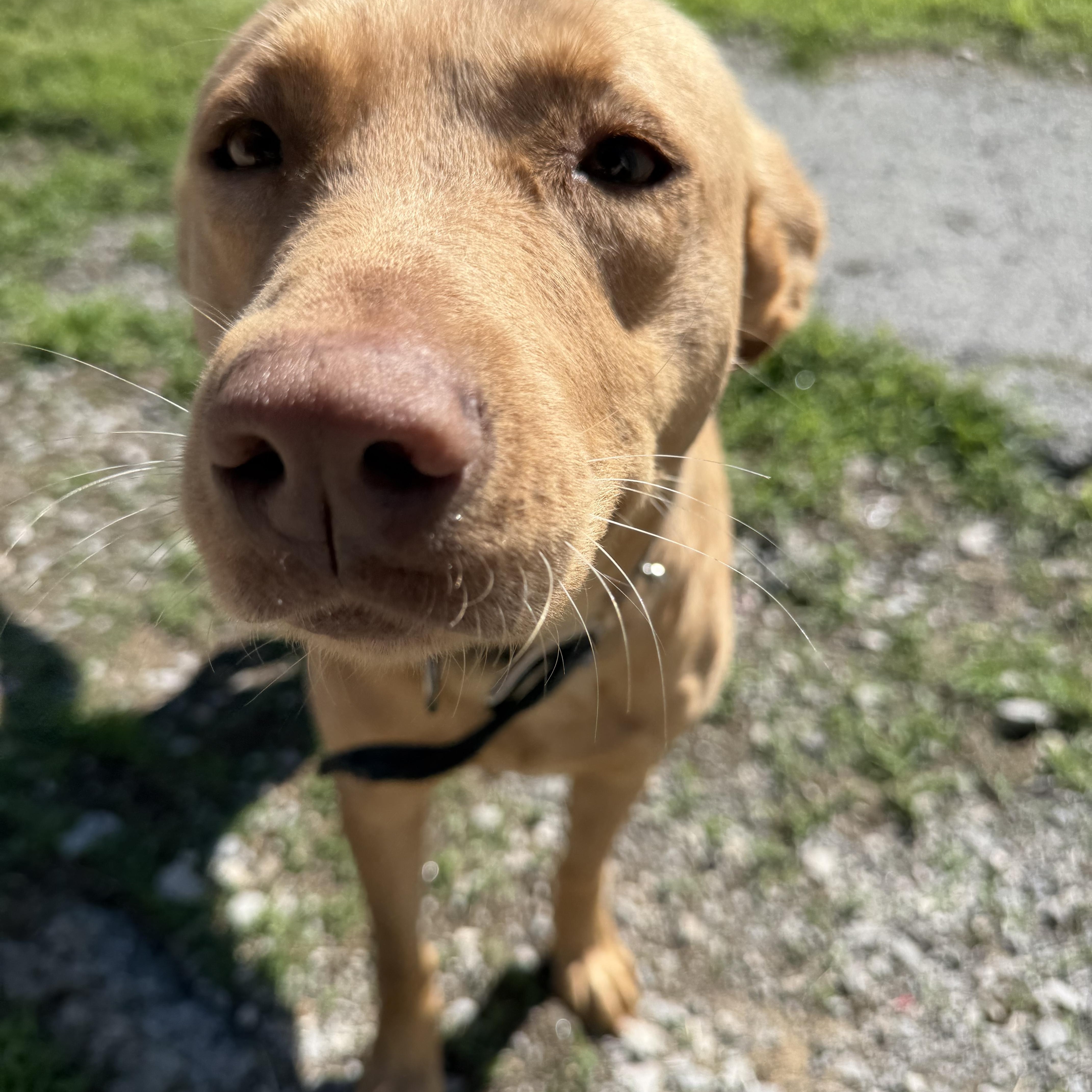 Goldie, a ADOPTABLE mixed breed in Lewisburg, TN image 1/3
