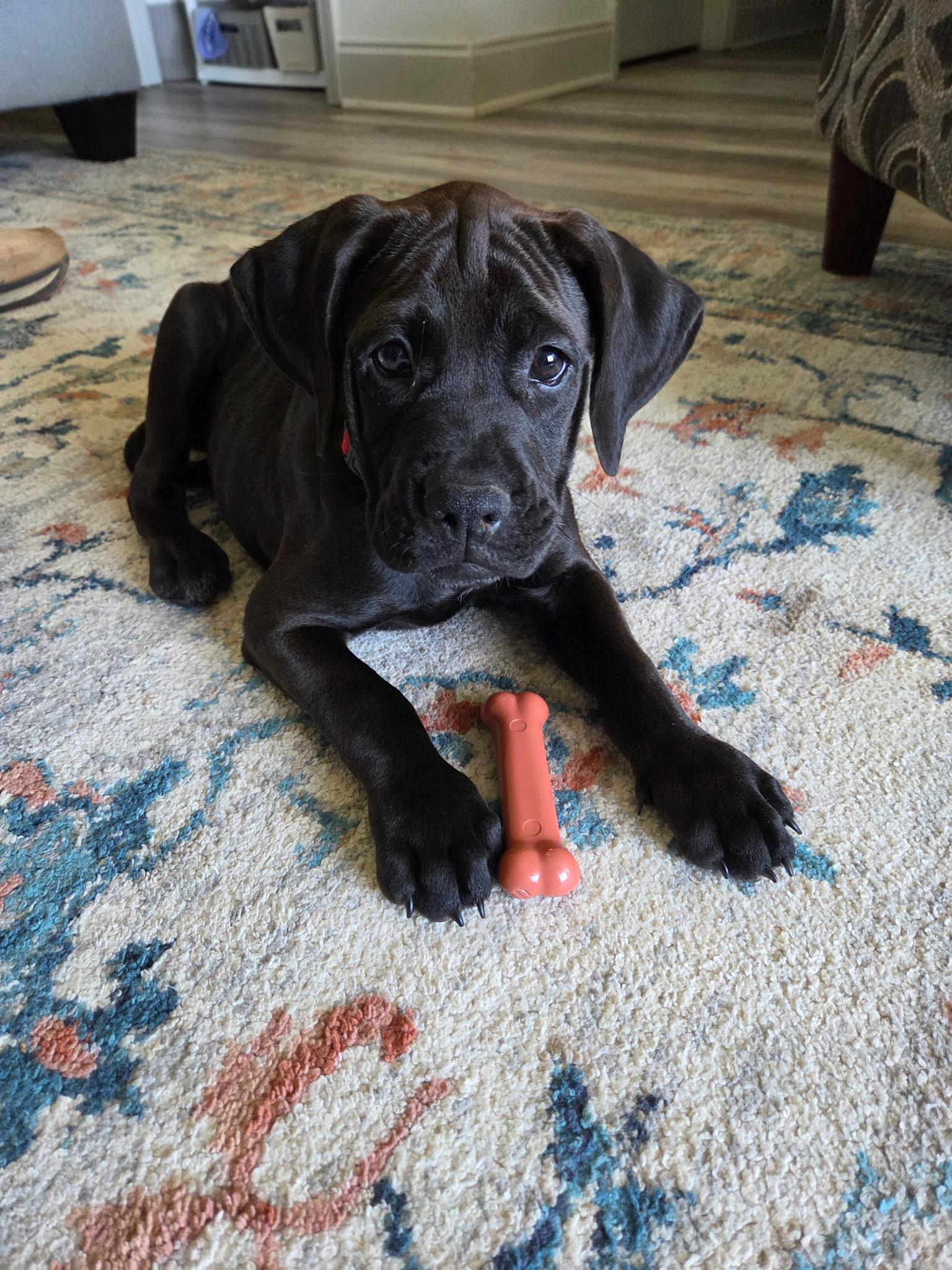 Ravioli "Ravi", Adopted, Young Male Boxer & Labrador Retriever.