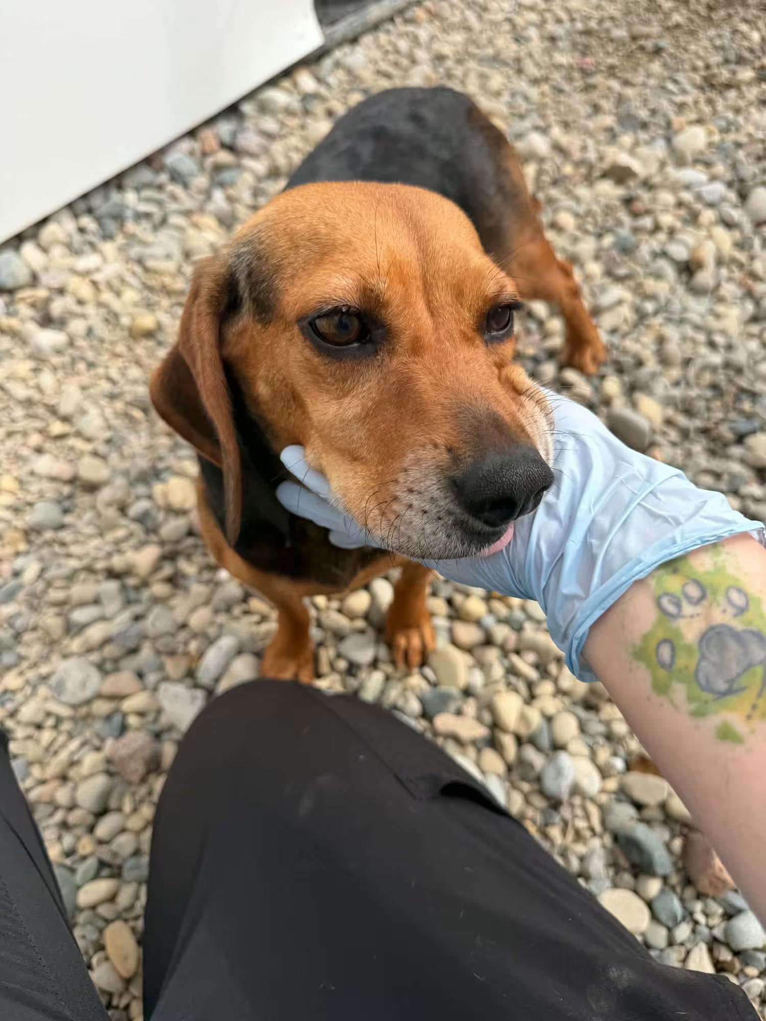Astra, a ADOPTABLE mixed breed in Sterling Heights, MI image 2/2