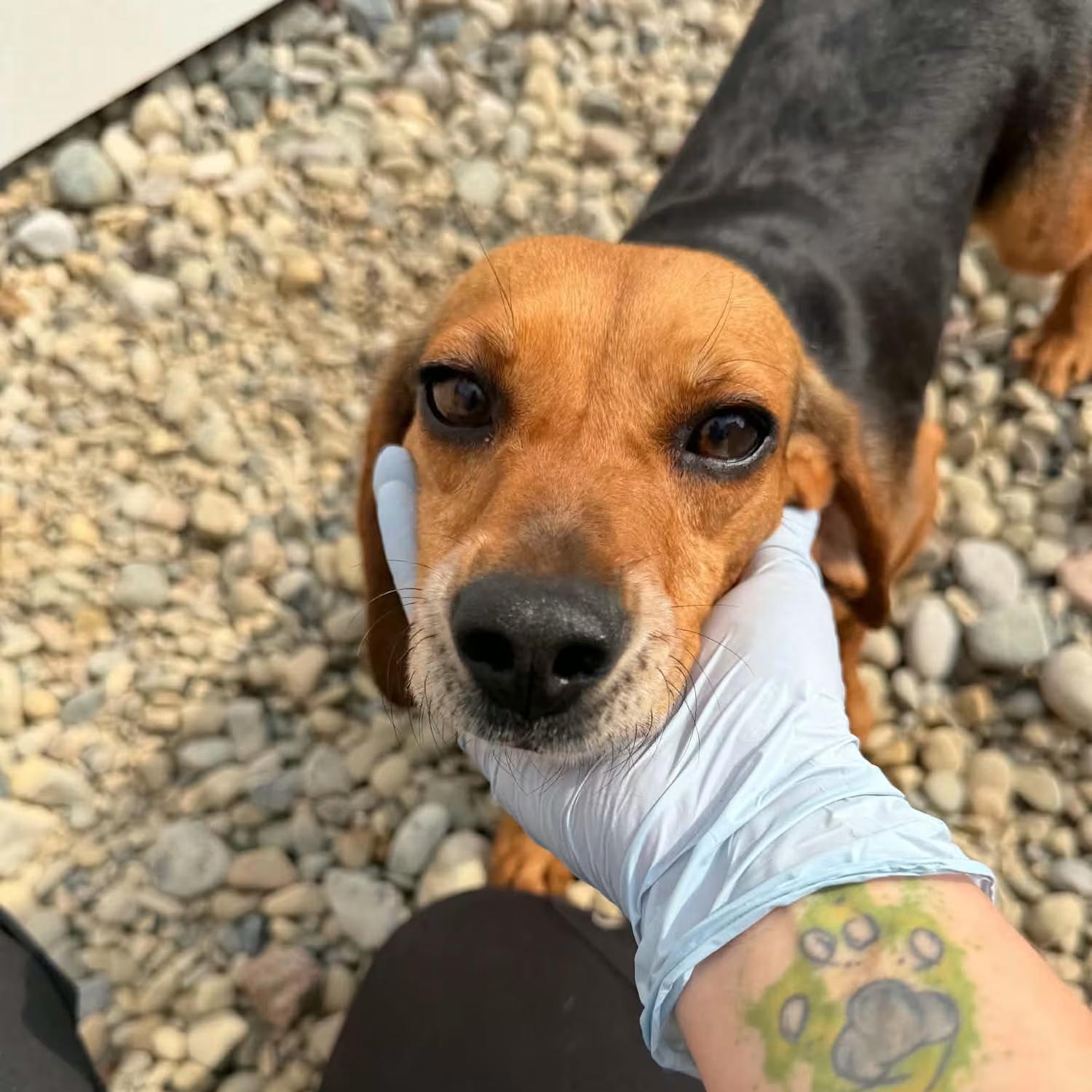 Astra, ADOPTABLE, Adult Female Beagle.