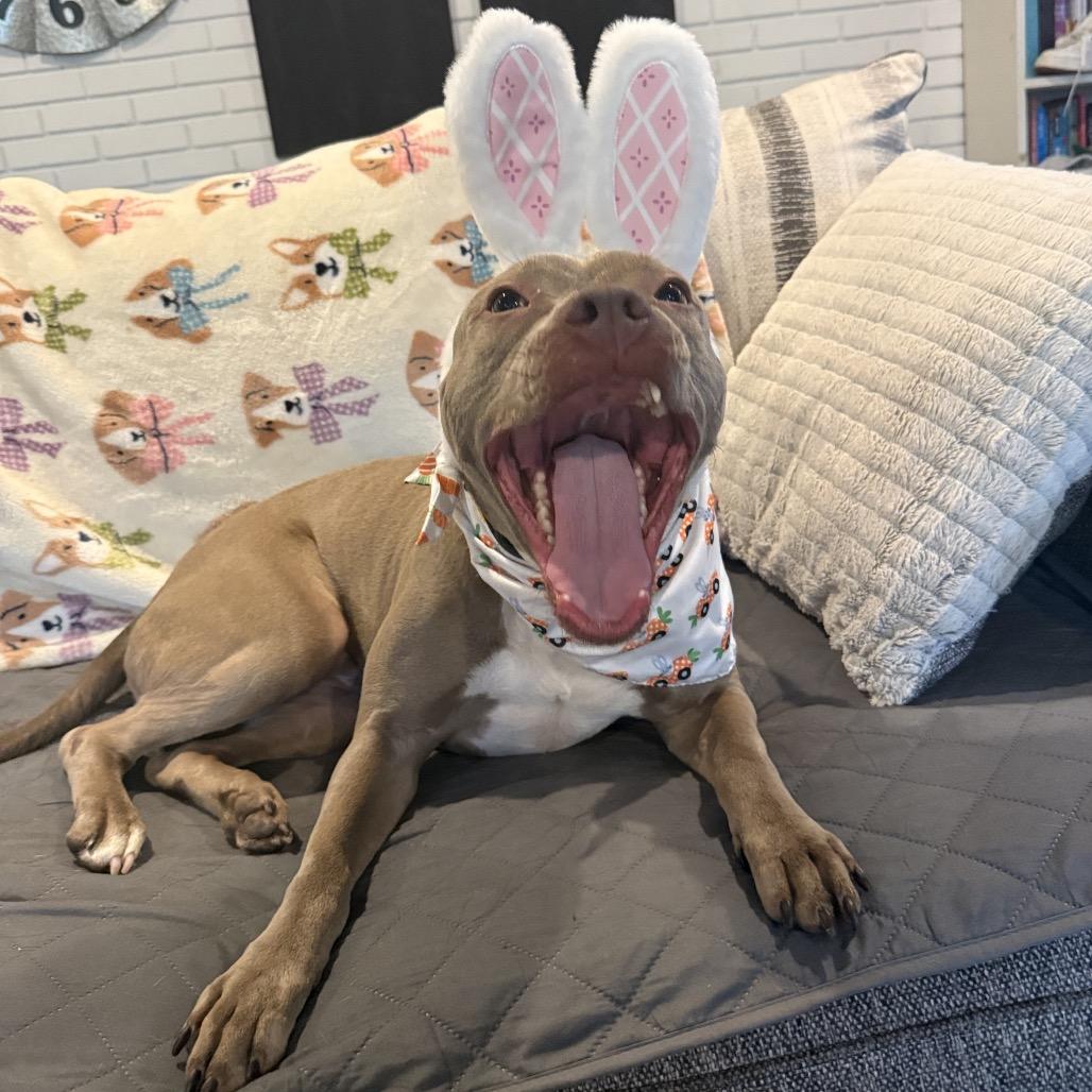 Enlarge Shelby Lynn, a Adoptable American Bulldog in Savannah, GA image 1/6