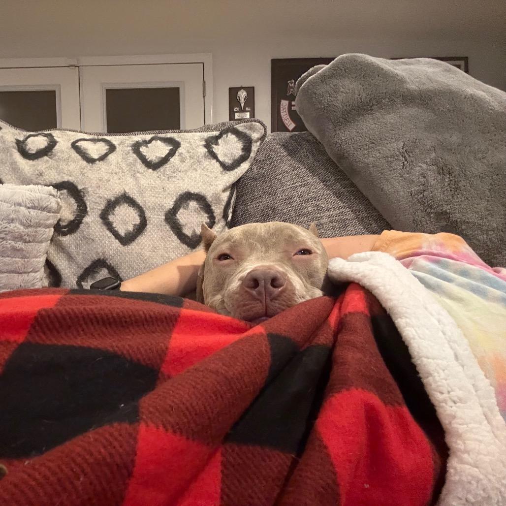 Shelby Lynn, Adoptable, Adult Male American Bulldog.