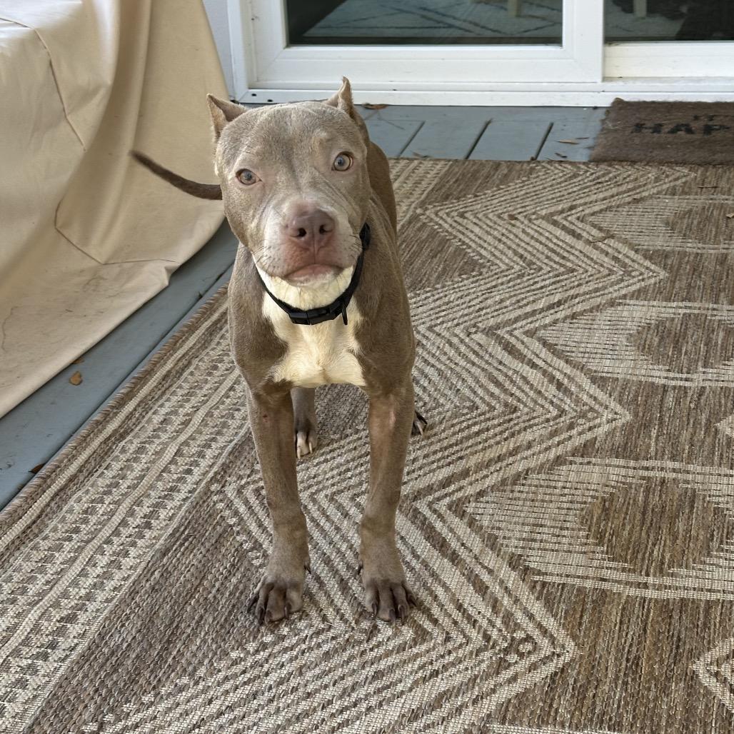 Shelby Lynn, Adoptable, Adult Male American Bulldog.