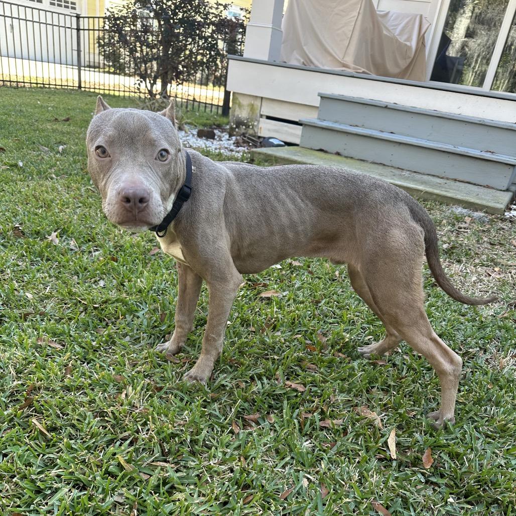Shelby Lynn, a Adoptable American Bulldog in Savannah, GA image 2/6