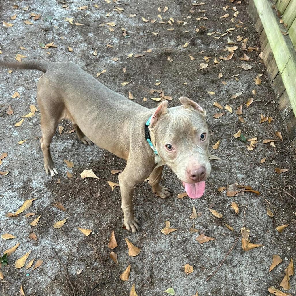 Shelby Lynn, a Adoptable American Bulldog in Savannah, GA image 3/6