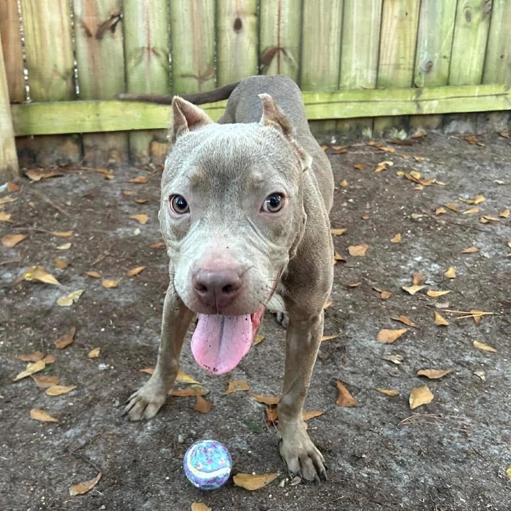 Shelby Lynn, a Adoptable American Bulldog in Savannah, GA image 4/6