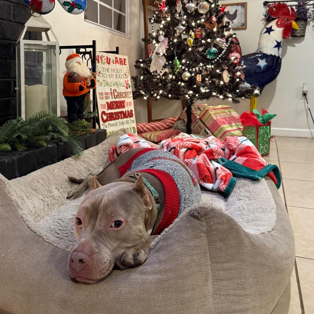 Shelby Lynn, a Adoptable American Bulldog in Savannah, GA image 5/6