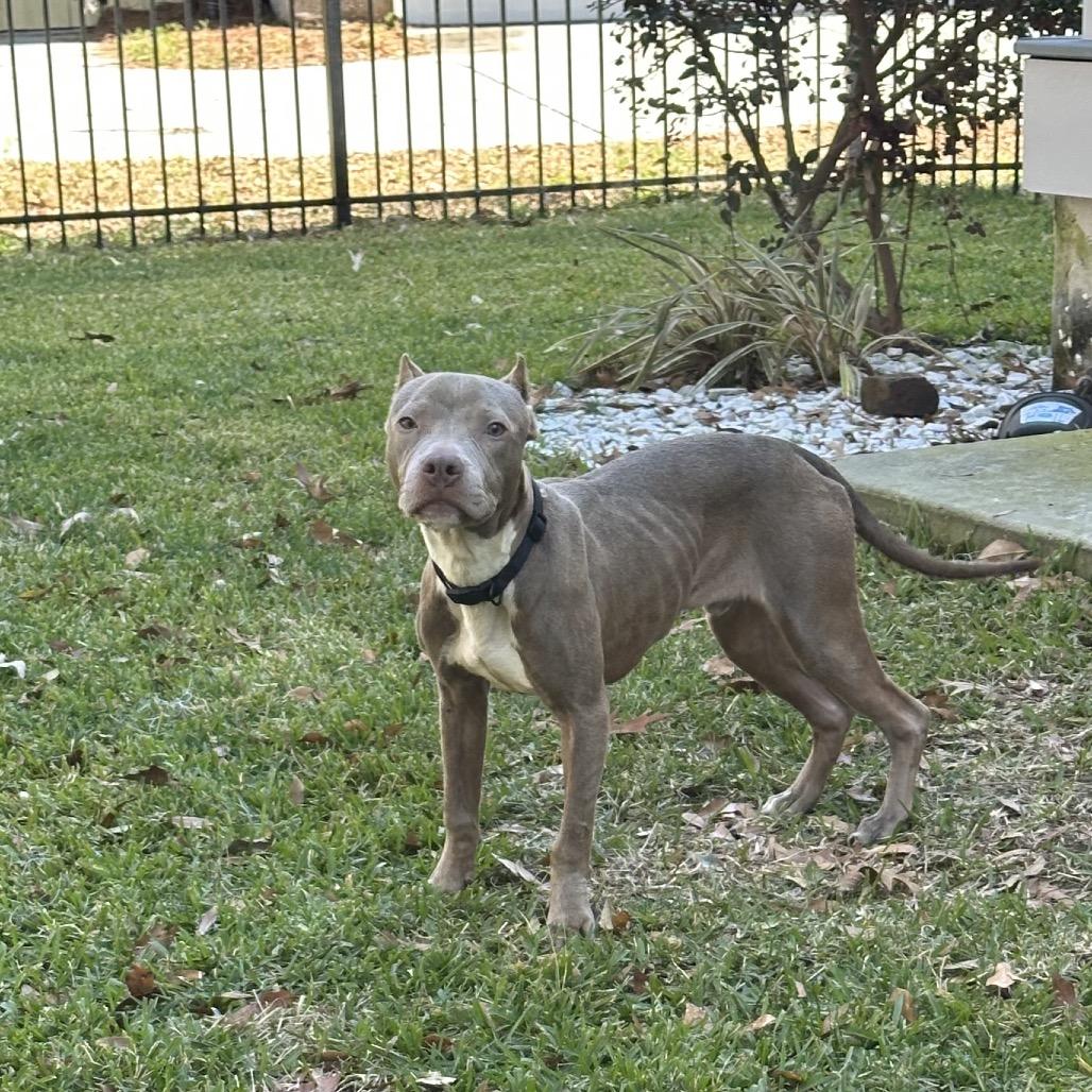 Shelby Lynn, a Adoptable American Bulldog in Savannah, GA image 6/6