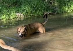 Enlarge Duke, a Adoptable mixed breed in Silver Spring, MD image 1/4