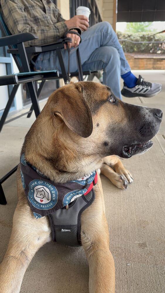 Enlarge Duke, a Adoptable mixed breed in Silver Spring, MD image 2/4