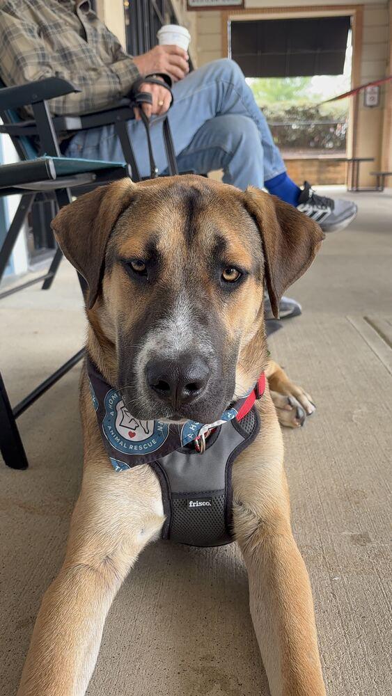 Enlarge Duke, a Adoptable mixed breed in Silver Spring, MD image 3/4
